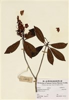 藏品(絲絨吊芙蓉)的圖片